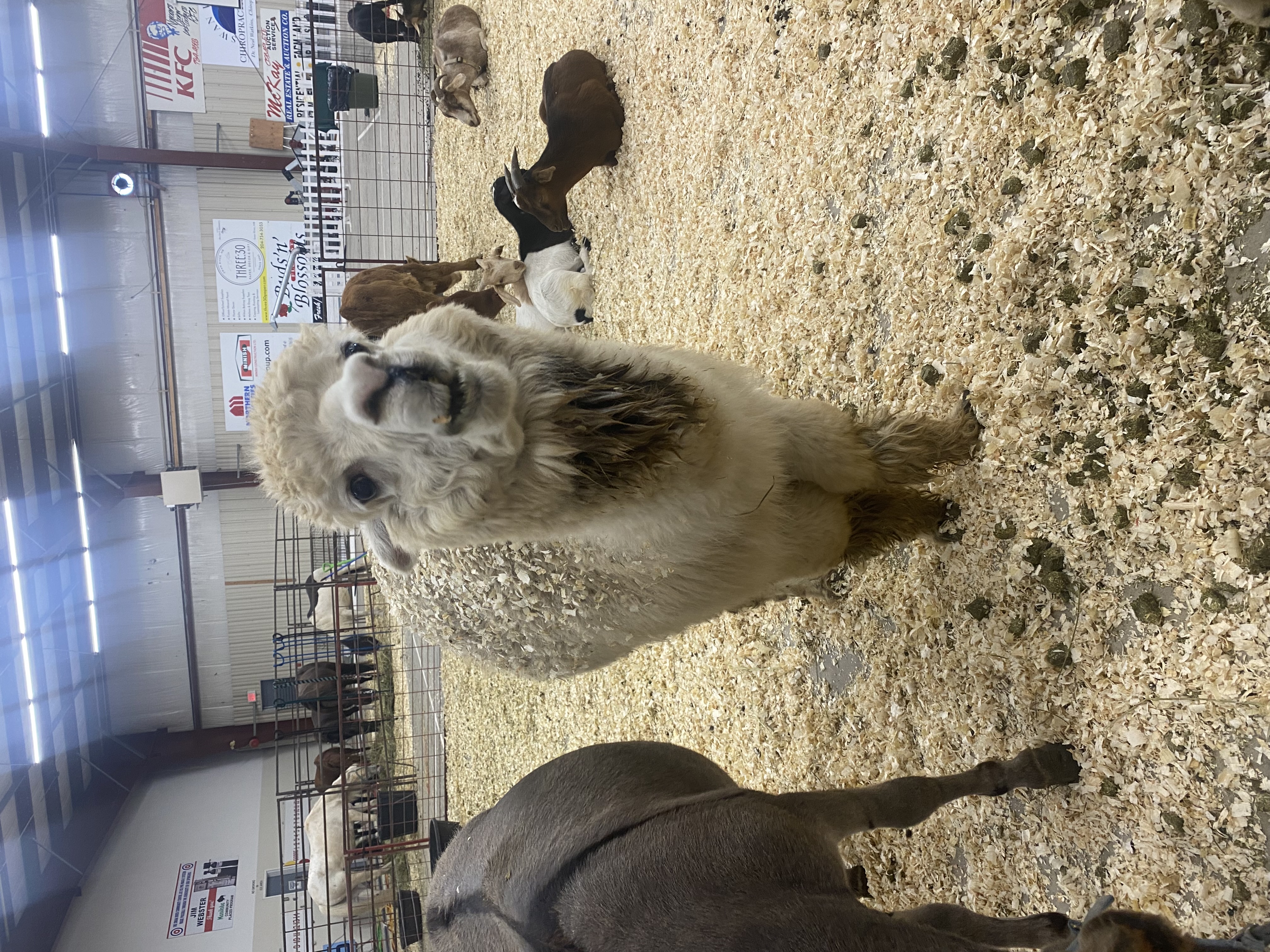 The Cuties at the Northwest Roundup and Exhibition in Swan River